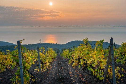 Пътя на виното Варна